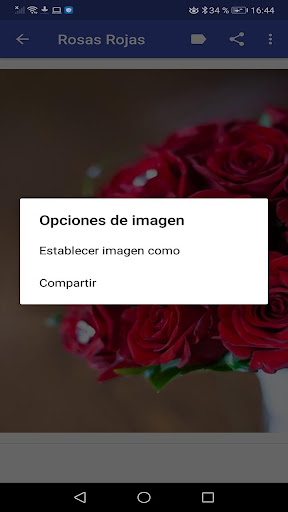 Rosas Hermosas para tí