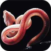 Top 29 Education Apps Like Snakes of India - Best Alternatives