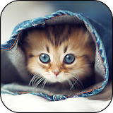 Cat Wallpapers icon