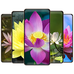 Cover Image of Download Lotus Flower Wallpapers  APK