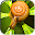 Snail background Live Wallpape Download on Windows