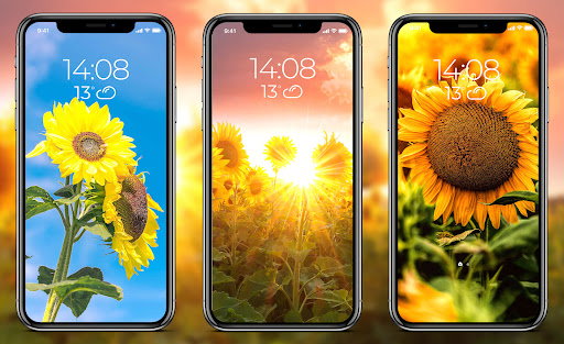Sunflower Wallpapers Screen 3
