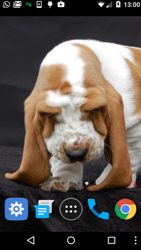 basset wallpaper Screen 2