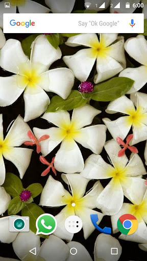 Plumeria Flower Wallpaper HD