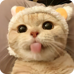 Cover Image of Download Cat Stickers | WAStickerApps  APK