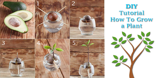 DIY Gardening Planting