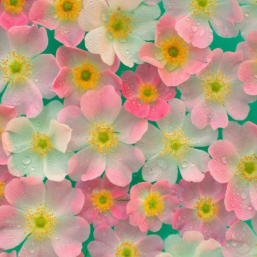 Flowers Wallpaper UHD logo