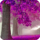 Purple Trees Live Wallpaper icon