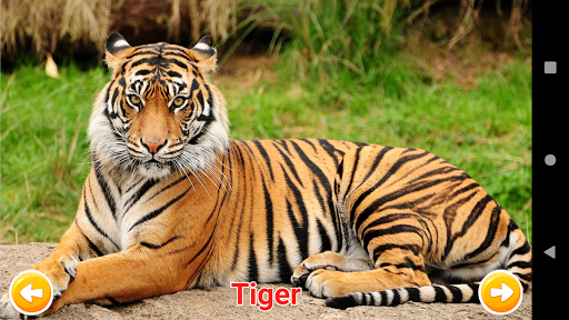 Animals Learning Screen 3