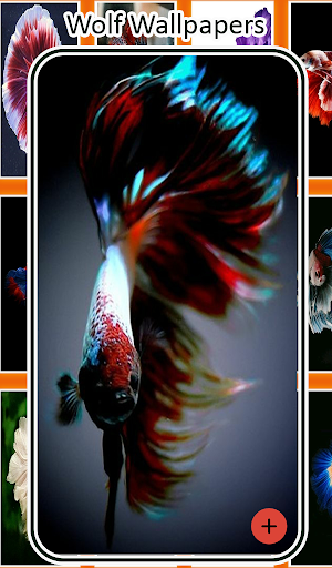 Betta Fish Wallpaper - HD Backgrounds 4K