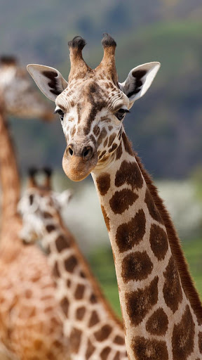 Android application giraffe wallpaper screenshort