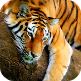 Tiger 3D Live Wallpaper icon