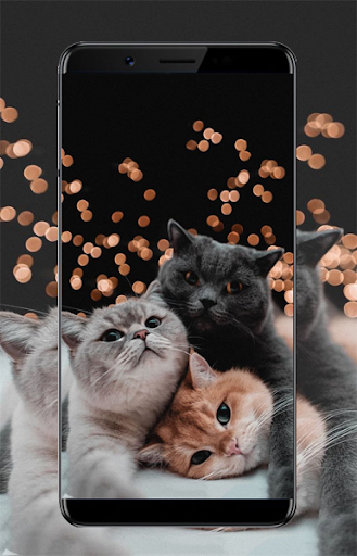 Android application Kitten Wallpapers screenshort