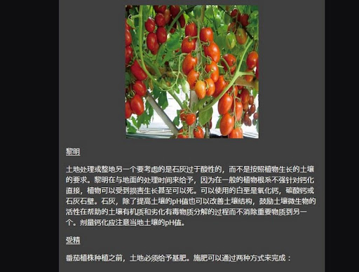 Detailed tomato cultivation