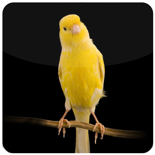 Canary Songs: Melodies logo