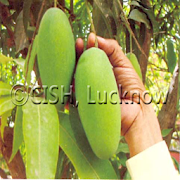 Raw Mango Products
