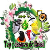 Os mas belos pássaros brasileiro icon