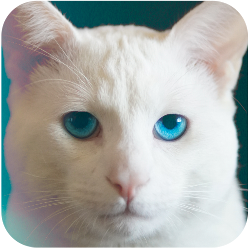 Omar Juegos Para Gatos logo