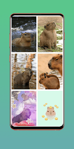 Capybara Wallpapers HD