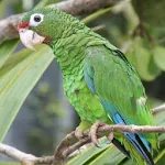 Cover Image of ダウンロード Parrot  APK