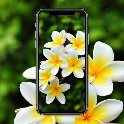 Frangipani Flower Wallpaper