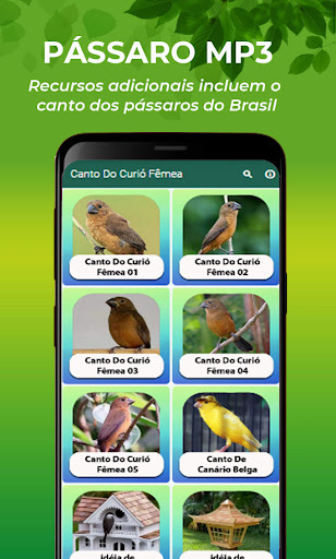 Canto Do Curió Fêmea Screen 3