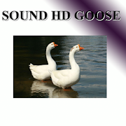 Goose voice