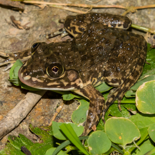 Chinese edible frog calls logo
