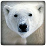 Polar Bear Sounds icon