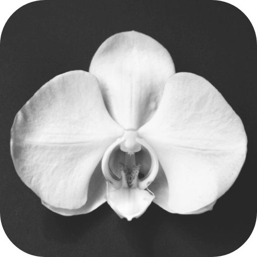 White Aesthetic Wallpaper Offline