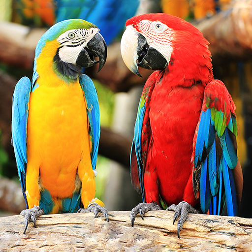 Bird sounds and ringtones Laai af op Windows