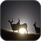 Top Deer Wallpapers icon
