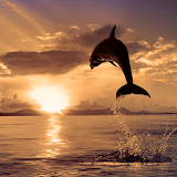 Dolphins Live Wallpapers icon