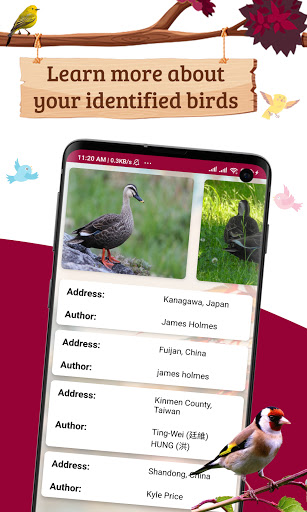 Bird finder Identify Birds with photo Bird ID