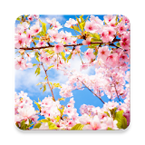 Blossom Wallpapers HD icon