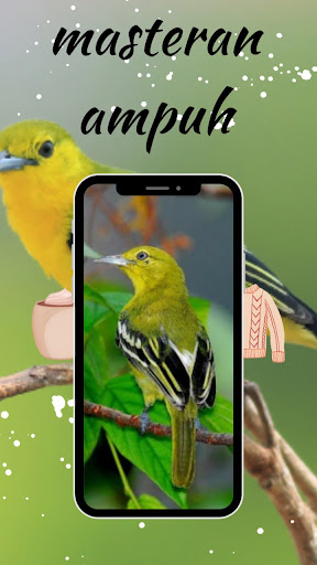 Suara Burung Cipoh Gacor