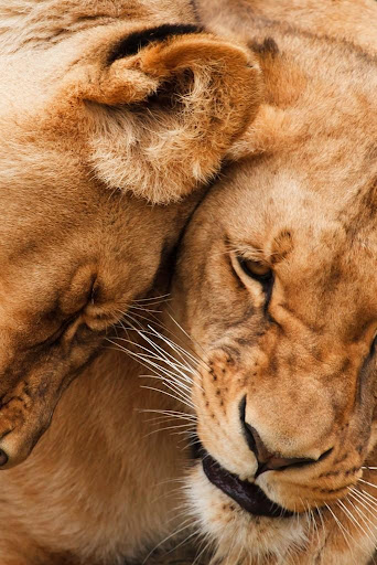 HD Animals Wallpapers