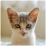 Cover Image of Download Real Cat Sounds 1.1 APK