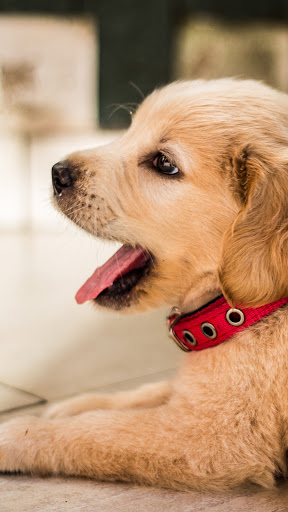 Android application golden dog wallpaper screenshort