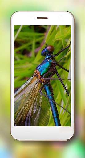 Dragonfly and Butterfly Live Wallpaper