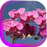 Amazing Orchids live wallpaper icon