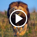 Cover Image of Download Lion Video Live Wallpaper  APK