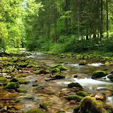 Wonderful forest river icon