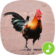 Appp.io - Rooster Sound Ringtones