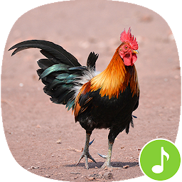 Icon image Rooster Sound Ringtones
