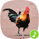 Appp.io - Rooster Sound Ringtones Download on Windows
