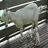tips proses kelahiran kambing icon