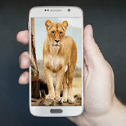 Top 39 Personalization Apps Like Wildlife Wallpapers And Backgrounds - Best Alternatives