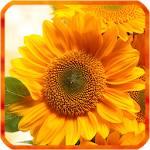 Cover Image of 下载 Sunflower Live Wallpapers  APK