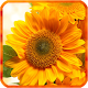 Sunflower Live Wallpapers Download on Windows